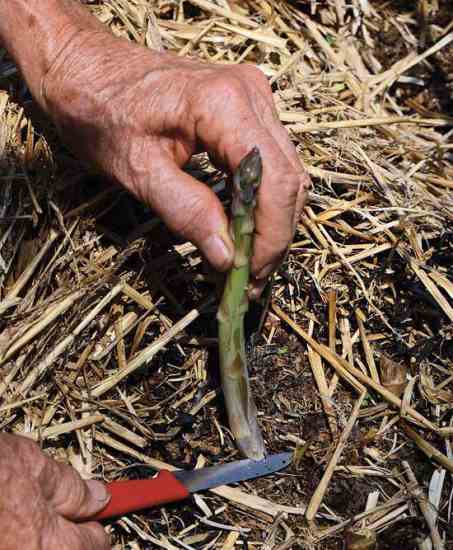 Use a sharp knife to cut 6- to 8-inch asparagus stalks at ground level to avoid injuring the asparagus crowns.
